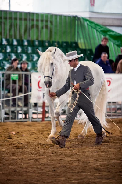 Конный тест по морфологии для чистых испанских лошадей — стоковое фото