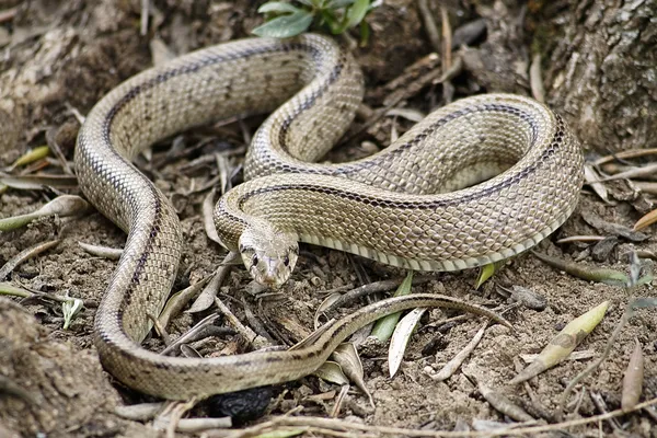 Rhinechis scalaris ze stromu na jaře — Stock fotografie