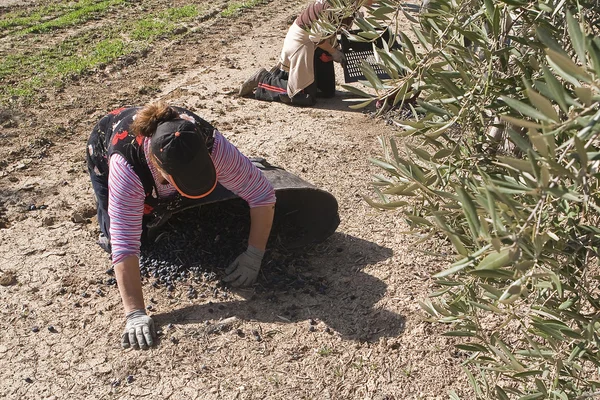 Dos agricultores descargan aceitunas en un montón en el suelo —  Fotos de Stock