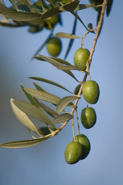 Zelené olivy na větve s listy — Stock fotografie