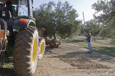 çiftçi bir zeytin ağacı içinde sopa ile zeytin ağaçlarıyla dolu bir alanda bir traktör