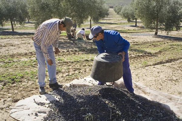 iki çiftçilere zeytin yerde bir yığın kaldırma