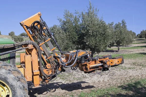 Máquina vibradora en un olivo — Foto de Stock
