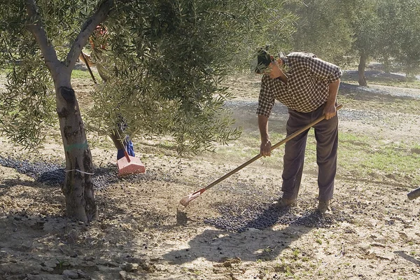 Agricultor con un rastrillo recogiendo aceitunas del suelo —  Fotos de Stock