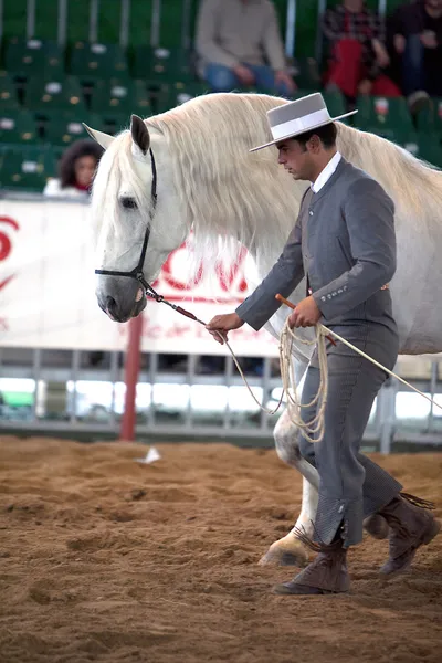 純粋なスペイン語の馬への形態の馬術のテスト — ストック写真