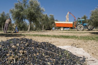 zeytin toplama