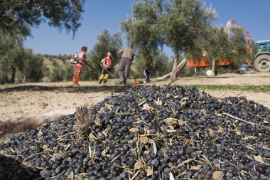 çok fazla bir tuval ve çiftçilere zeytin ağaçları alana toplama zeytin