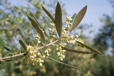 zeytin ağacı çiçeği