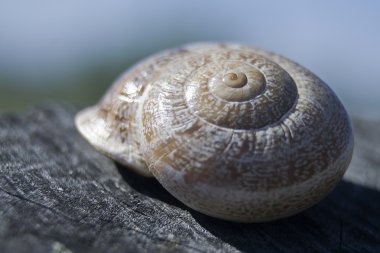 bir salyangoz kabuğu