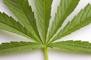 (esrar, marihuana) üzerinde beyaz izole kenevir yaprak yeşil