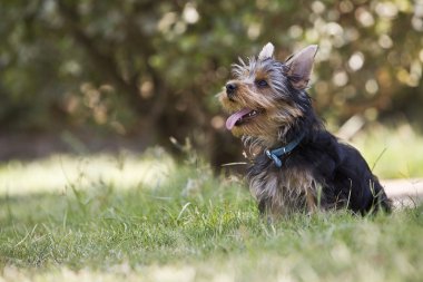 Yorkshire terrier köpek çim