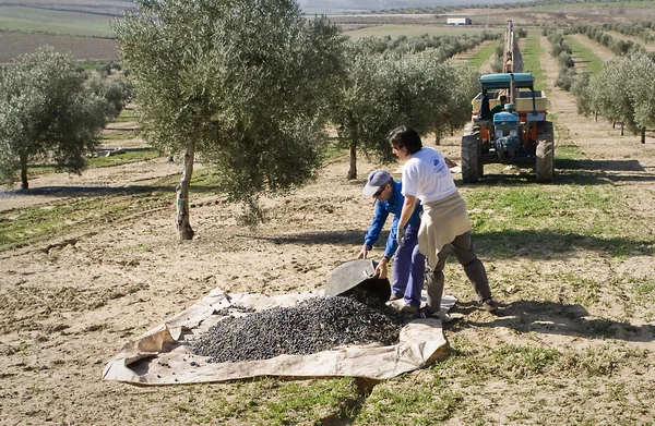 Dos agricultores descargan aceitunas en un montón en el suelo —  Fotos de Stock