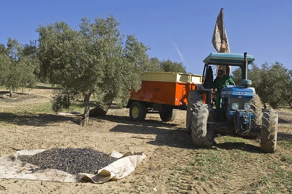 Agricultor com tractor na recolha das azeitonas em Jaen — Fotografia de Stock