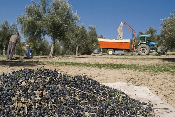 Zeytin toplama — Stok fotoğraf