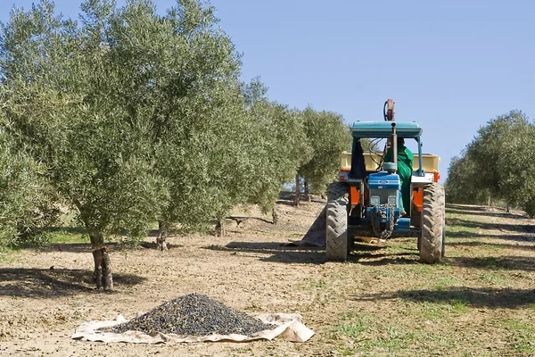 A farmer on a tractor in a field of olive trees — Stock Photo, Image