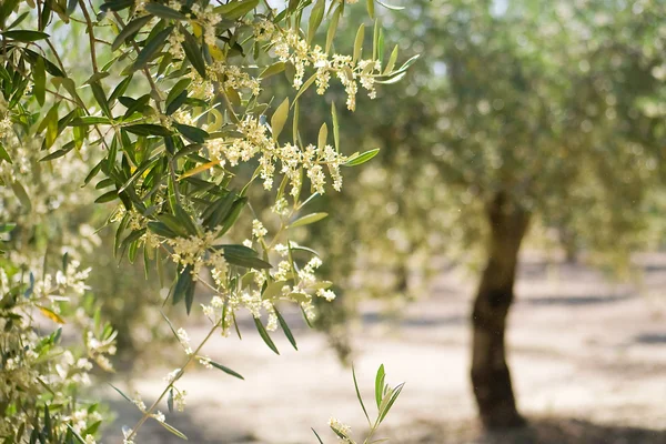 Olive tree blossom — Stock Photo, Image