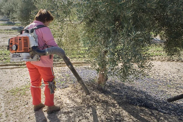 Farmer with a blowing machine in a field of olive trees — Stock Photo, Image