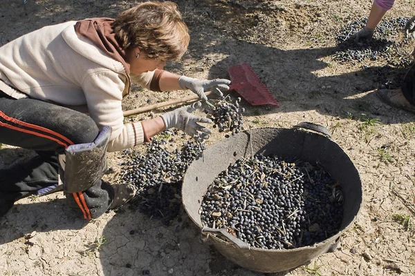 Farmář uvolnit olivy ve hromadu na podlaze — Stock fotografie