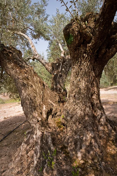 Detail van de kofferbak van olijfboom met meer dan honderd jaar — Stockfoto