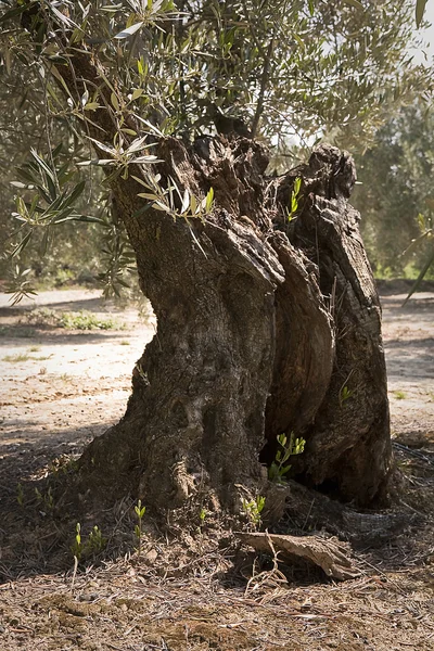 Detalle del tronco de olivo con más de cien años — Foto de Stock