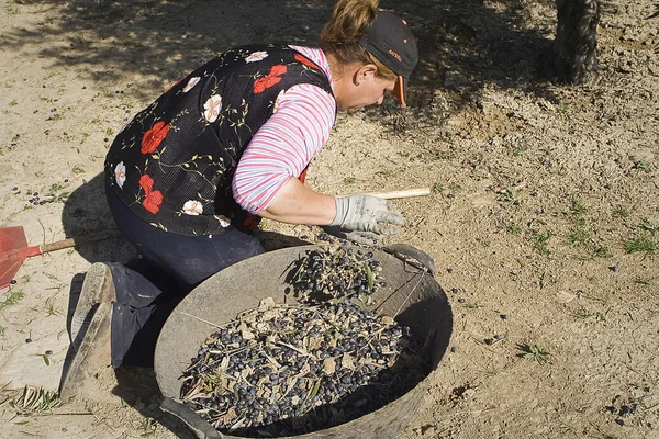 Farmer unload olives in a heap on the floor — Stock Photo, Image