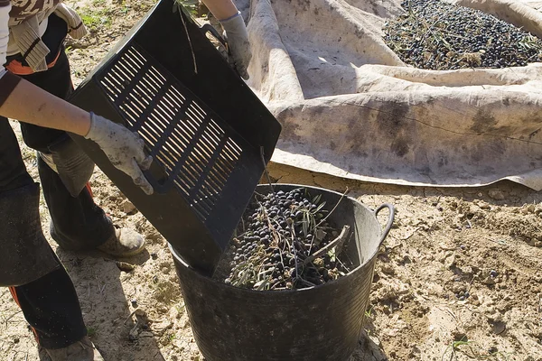 Agricultor arrojando aceitunas en un contenedor en la recolección de las aceitunas cerca de Jaén —  Fotos de Stock