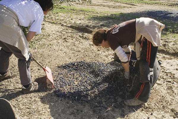 Two farmers unload olives in a heap on the floor — Stock Photo, Image