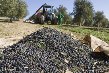 jaen yakınındaki zeytin ağaçlarıyla dolu bir alanda yere bir tuval üzerine zeytin