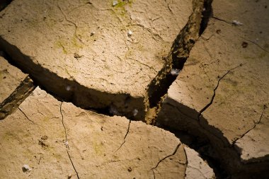 Kuru kara zeytin ağaçlarının çiçek
