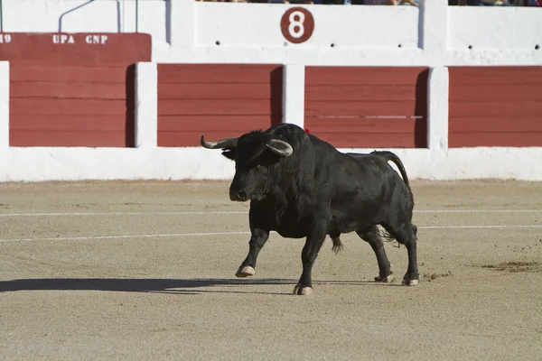 Cattura della figura di un toro coraggioso in una corrida — Foto Stock