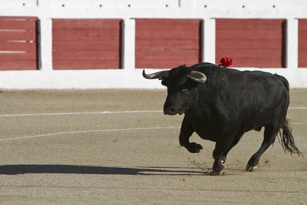 Captura de la figura de un toro valiente en una corrida de toros, España — Foto de Stock