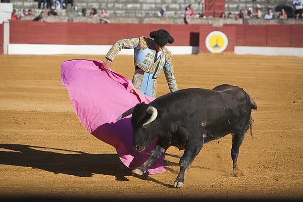 Stierkampf in baeza zu den neuen Werten der andalusischen Stierkampfschulen — Stockfoto