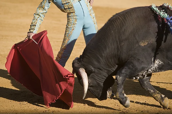 Tjurfäktare med udden i tjurfäktning — Stockfoto