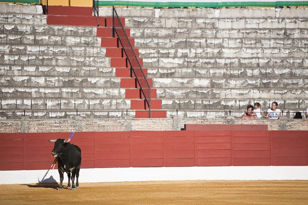 Zachycení obrázku odvážný býka v býčí zápasy, Španělsko — Stock fotografie