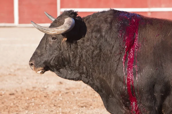 Przechwytywanie postać dzielnego byka w walki byków — Zdjęcie stockowe