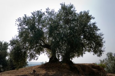jaen yakınındaki picual çeşitli zeytin ağacı