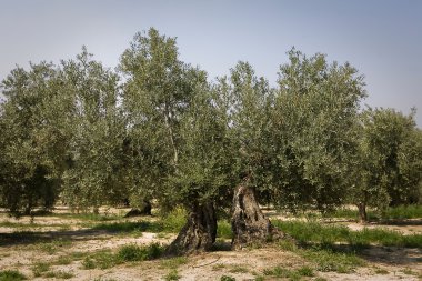 jaen yakınındaki picual çeşitli zeytin ağacı