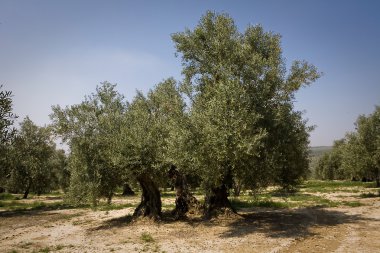 jaen yakınındaki picual çeşitli zeytin ağacı