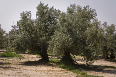 jaen yakınındaki picual çeşitli zeytin ağacı