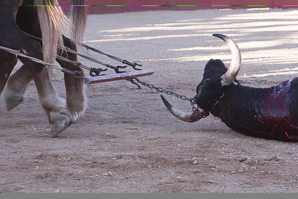 Dragging of the bull died — Stock Photo, Image