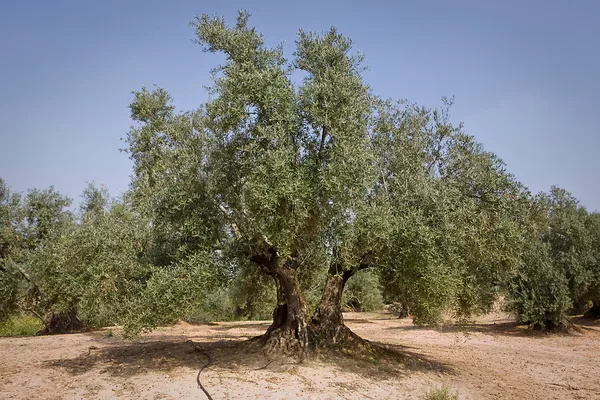 jaen, İspanya yakınındaki picual çeşitli zeytin ağacı