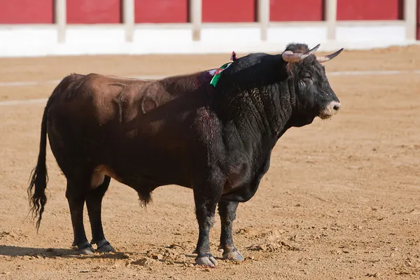 Captura de la figura de un toro valiente en una corrida de toros —  Fotos de Stock