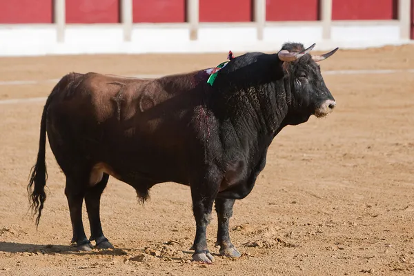 Captura de la figura de un toro valiente en una corrida de toros — Foto de Stock