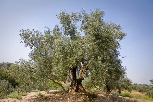Olivträd från picual sorten nära jaen — Stockfoto