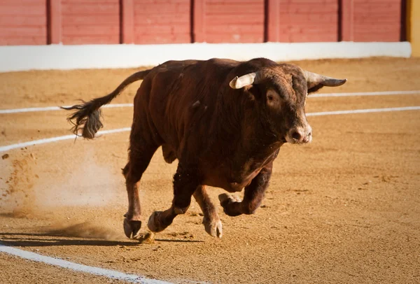 Inname van de figuur van een dappere stier in een stierengevecht, Spanje — Stockfoto