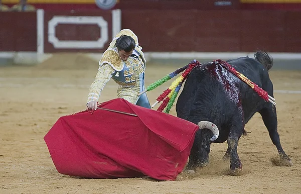 El torero español David Mora taurina con la muleta en la plaza de toros de la arena de la alameda — Foto de Stock