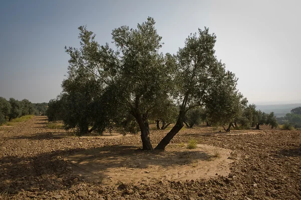Olijf boom uit de picual variëteit in de buurt van jaen — Stockfoto