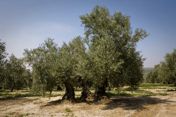Olivträd från picual sorten nära jaen — Stockfoto