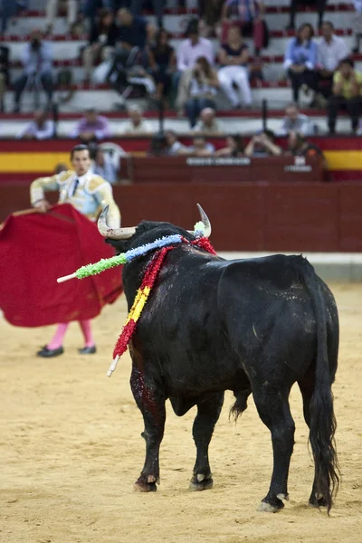 Bullfighter com o Cabo na tourada — Fotografia de Stock