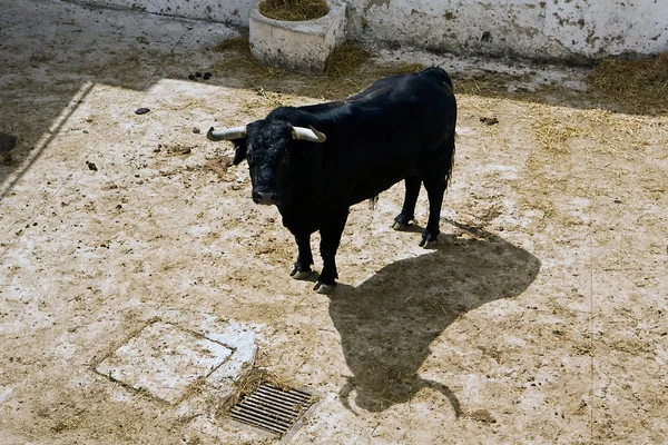 Spaanse dappere strijd stier in de stal — Stockfoto